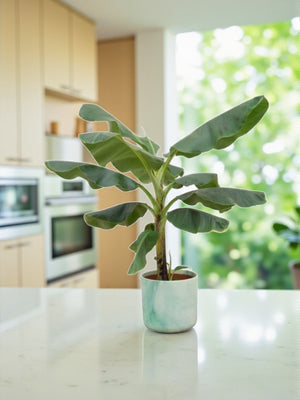 Livraison plante Bananier Musa 100cm et son pot