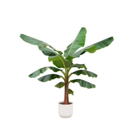 Livraison plante Bananier Musa 150cm et son pot