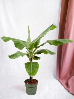 Banan Musa