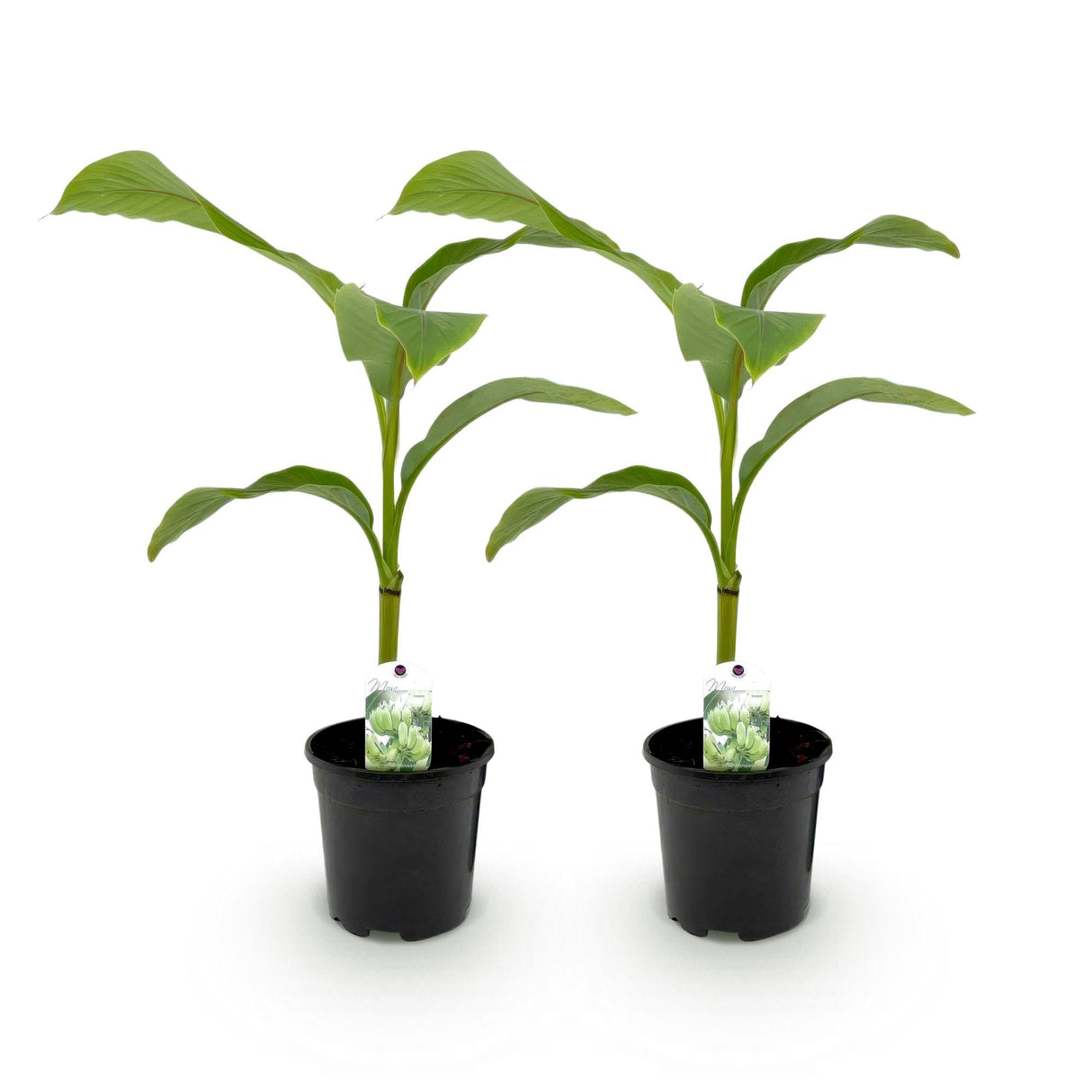 Livraison plante Bananier Musa basjoo – Lot de 2 – Pot 17 cm – Hauteur 40 cm