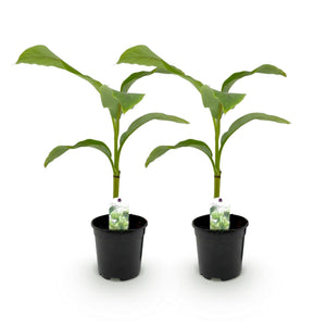 Livraison plante Bananier Musa basjoo – Lot de 2 – Pot 17 cm – Hauteur 40 cm