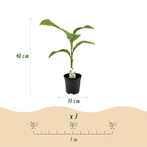 Livraison plante Bananier Musa basjoo – Lot de 2 – Pot 17 cm – Hauteur 40 cm