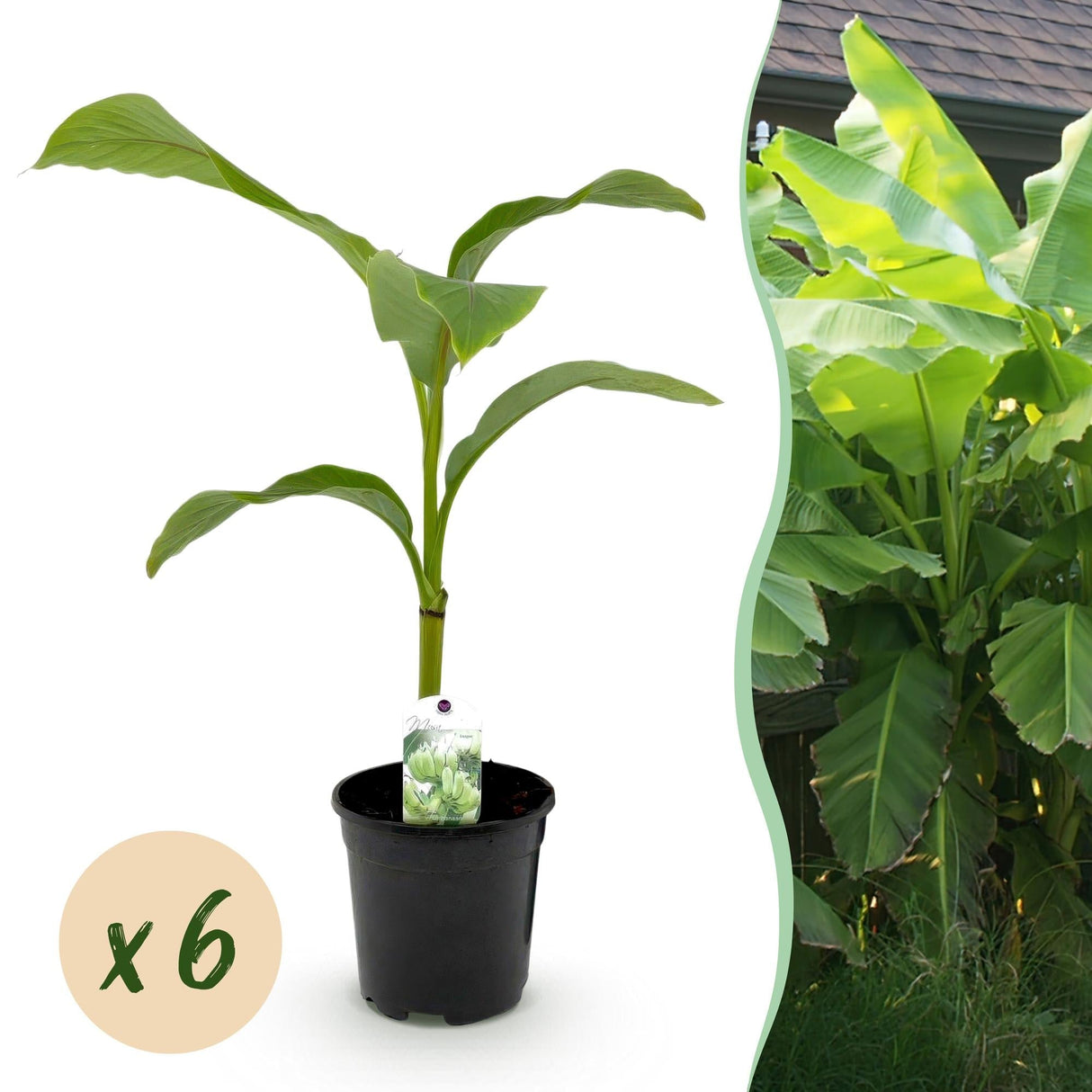 Livraison plante Bananier Musa basjoo x2