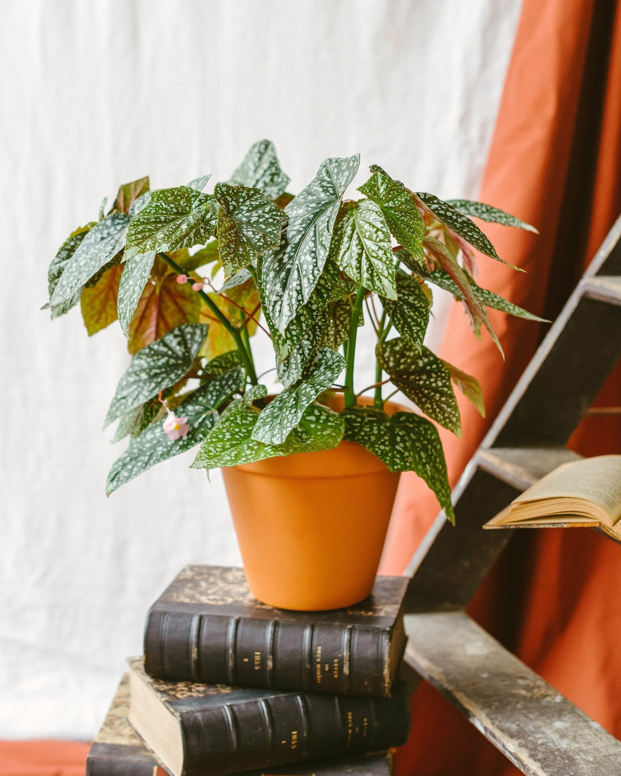 Livraison plante Begonia Maculata Blad Wightii