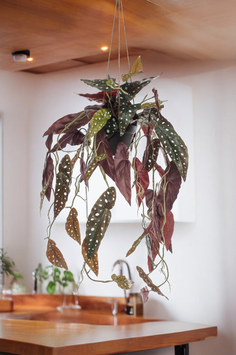 Livraison plante Bégonia Maculata plante artificielle - h80cm, Ø18cm