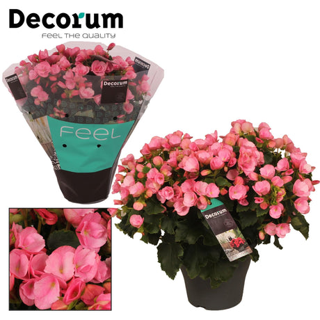 Livraison plante Begonia rose Betulia Candy