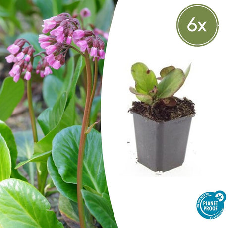 Livraison plante Bergenia à feuilles en cœur 'Herbstblüte'