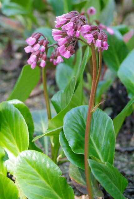 Livraison plante Bergenia à feuilles en cœur 'Herbstblüte'