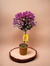 Livraison plante Bougainvillier fuschia