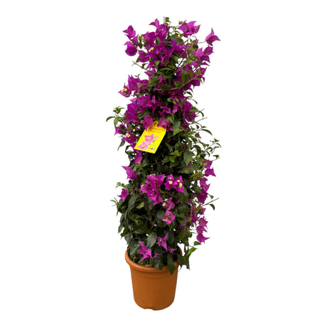 Livraison plante Bougainvillier pyramide fuschia