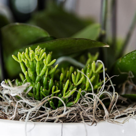 Livraison plante Bouquet Jungle Orange avec Orchidées et Rhipsalis en Bol Auto - arrosant