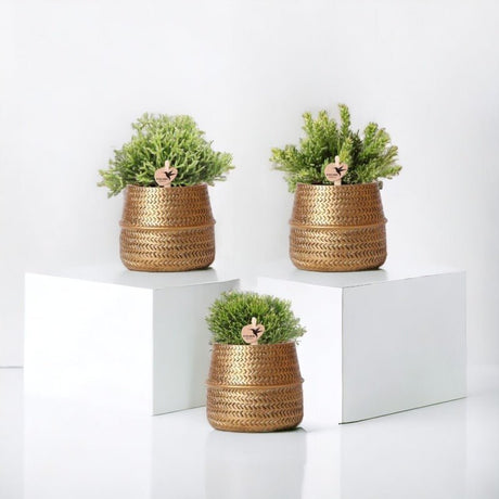 Livraison plante Box 3 Rhipsalis et leurs caches - pots doré - Ø9cm - plante d'intérieur