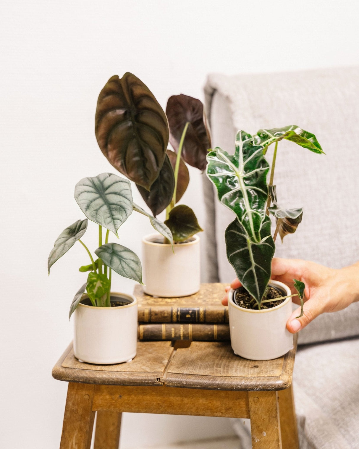 Livraison plante Box Alocasia lovers - trio de baby plantes