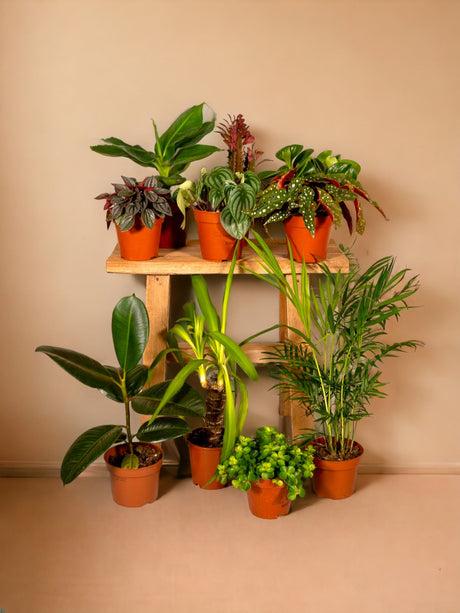 Livraison plante Box de 8 plantes suprises