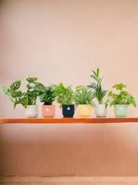Overraskelseskasse 6 planter + Cache-Pot