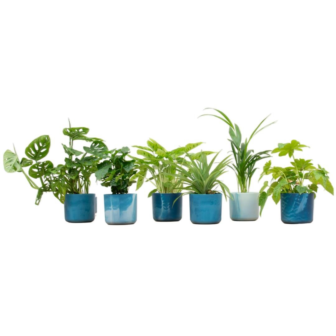 Livraison plante Box surprise 6 plantes d'intérieur et pots Elho Ocean Ø14