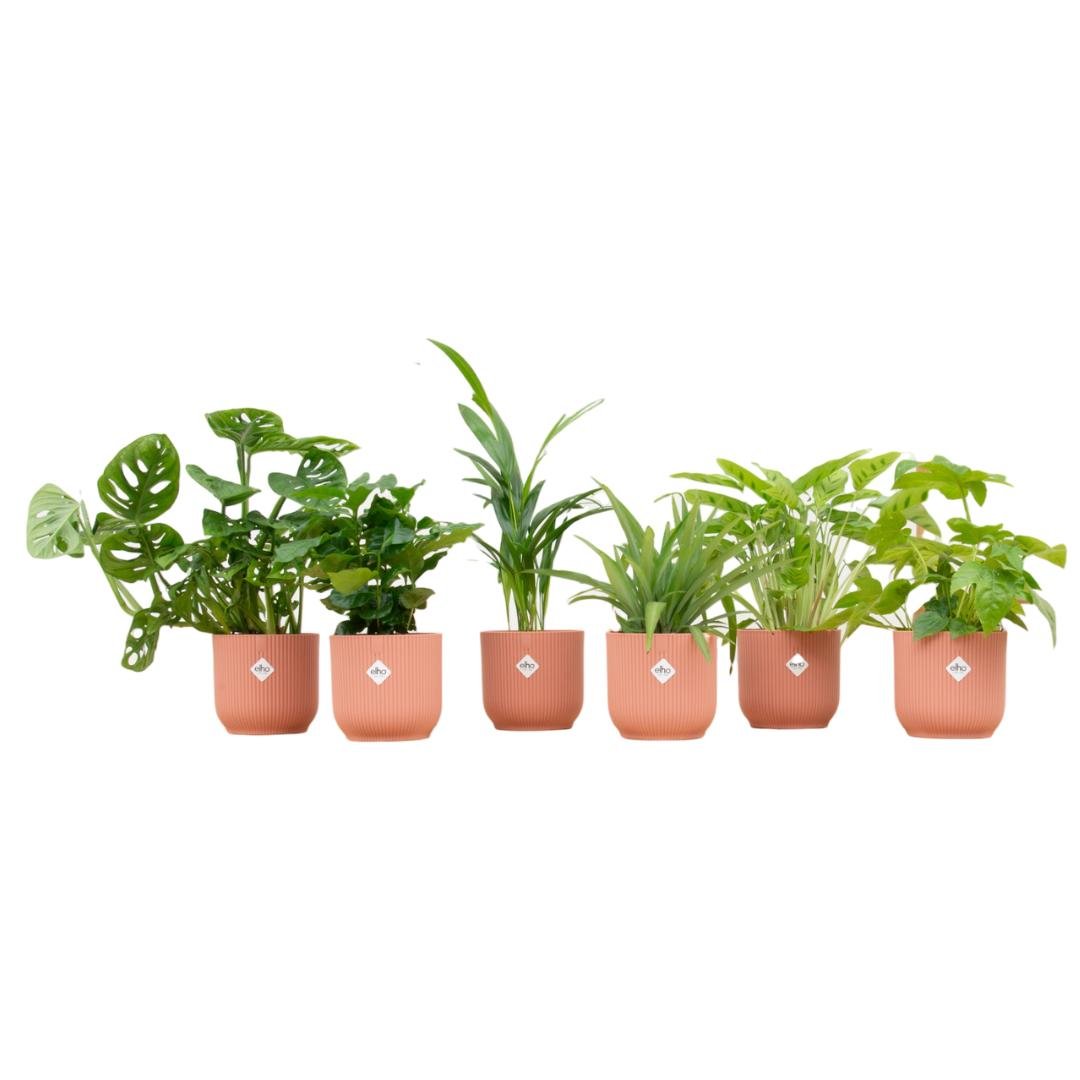 Livraison plante Box surprise 6 plantes d'intérieur et pots elho Vibes rose