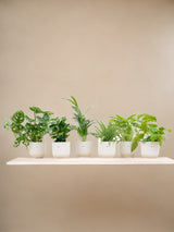 Livraison plante Box surprise 6 plantes et pots elho Vibes blanc Ø14