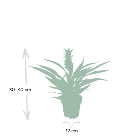 Livraison plante Bromelia Ananas