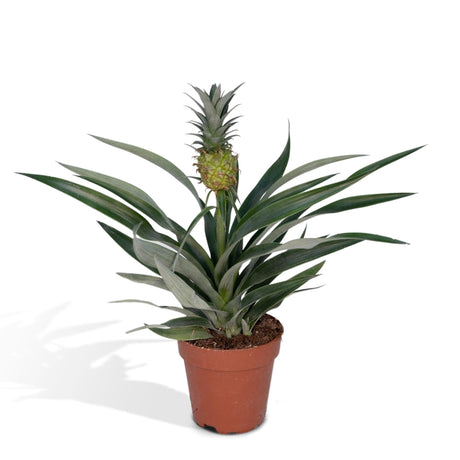 Livraison plante Bromelia Ananas