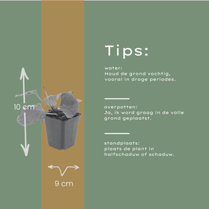 Livraison plante Brunnera macrophylla