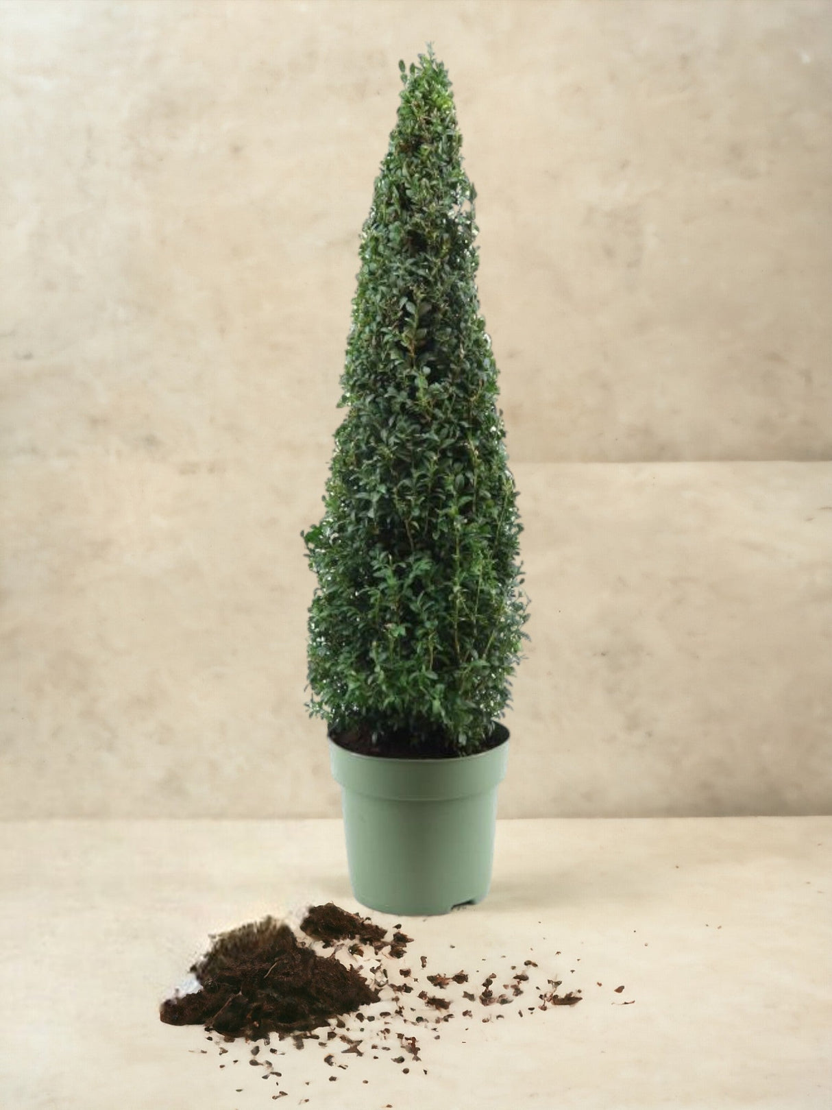 Livraison plante Buis Pyramide h70cm