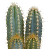 Livraison plante Cactus, box de 3 plantes h27cm