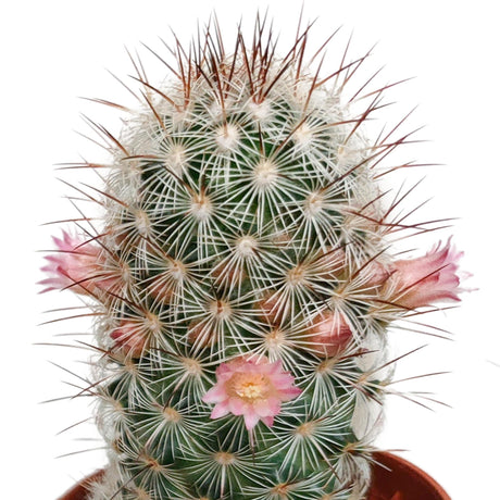 Livraison plante Cactus Fleuri Mélange - Lot de 5