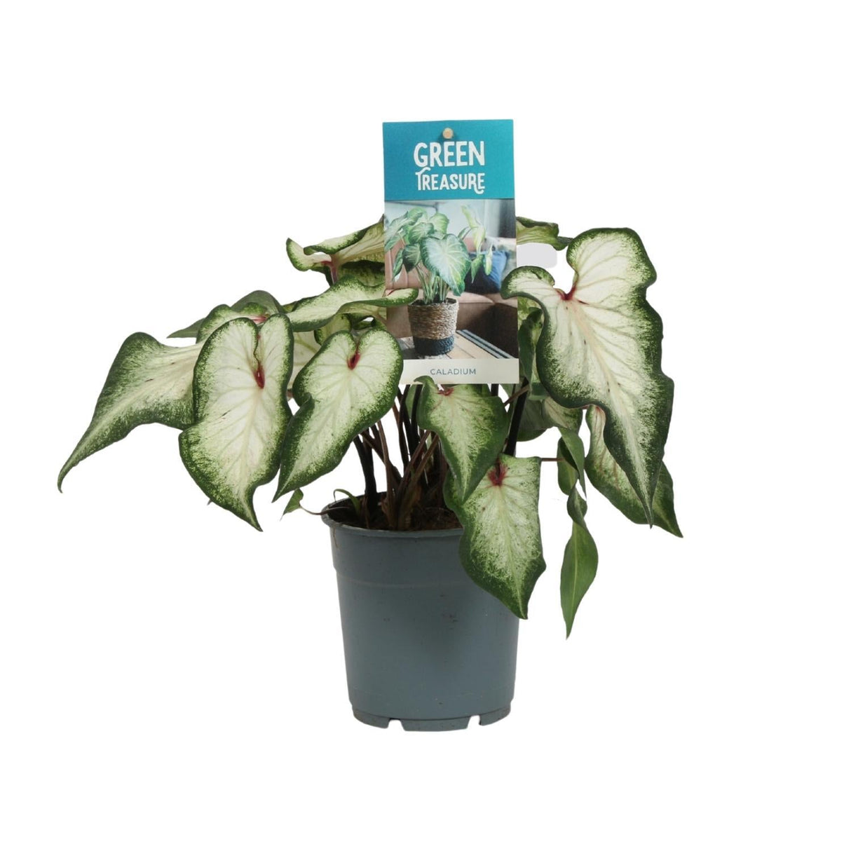 Livraison plante Caladium blanc