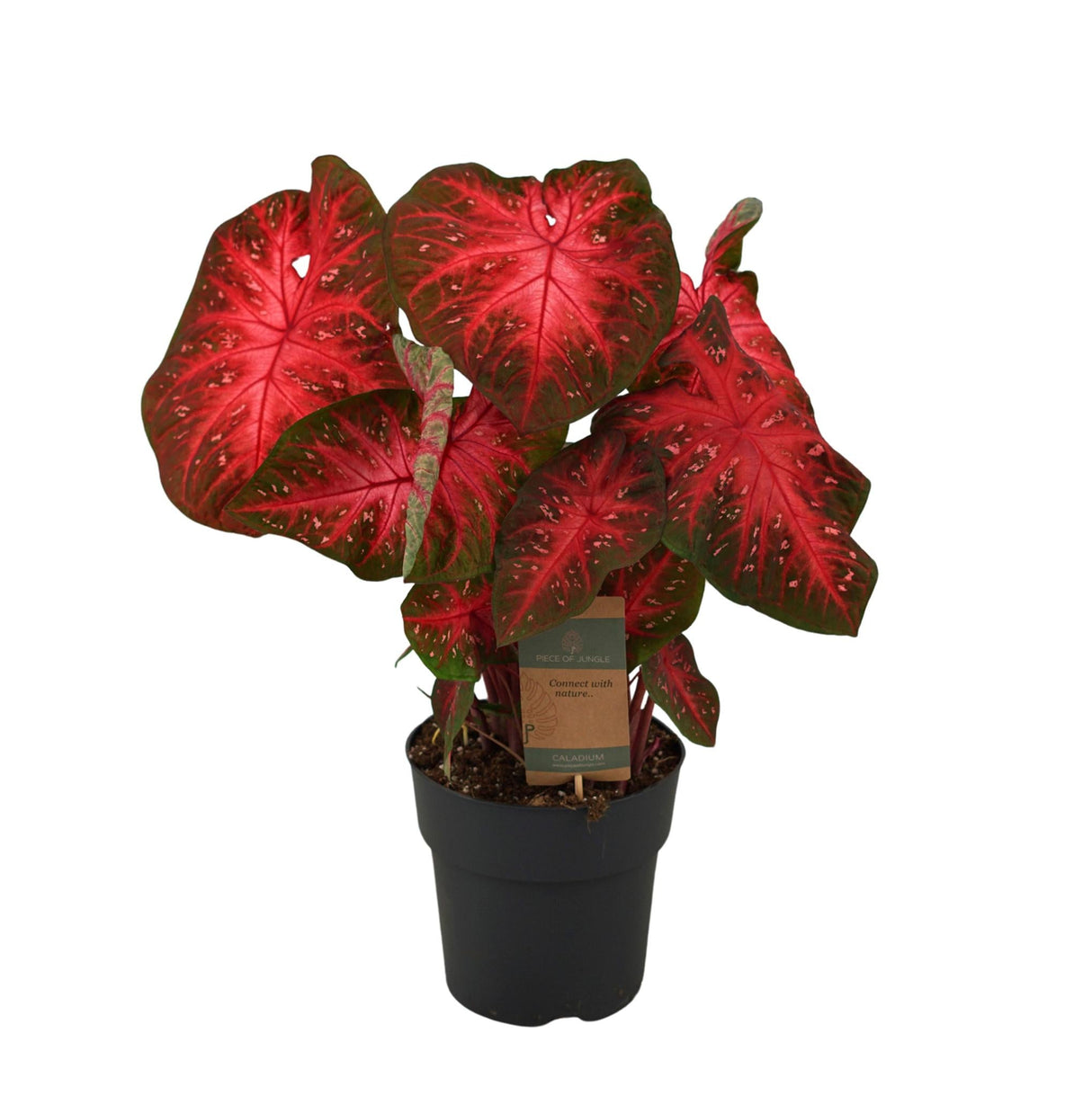 Livraison plante Caladium Red Flash