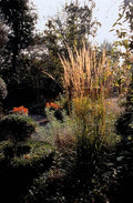 Calamagrostis Acutiflora (Calamagrostis x acutiflora) 'Karl Foerster'
