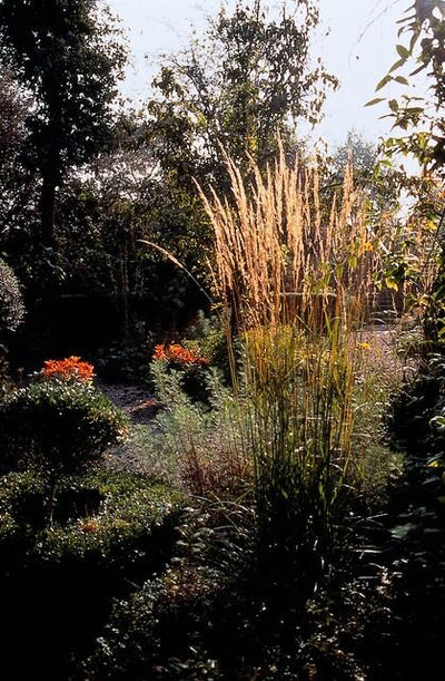 Calamagrostis Acutiflora (Calamagrostis x acutiflora) 'Karl Foerster'