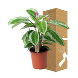 Livraison plante Calathea Bicajoux Gecko