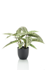 Livraison plante Calathea Dots plante artificielle - h38cm, Ø15cm