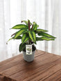 Livraison plante Calathea Majestica