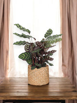 Calathea Makoyana og hendes gryde