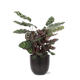 Livraison plante Calathea Makoyana et son pot