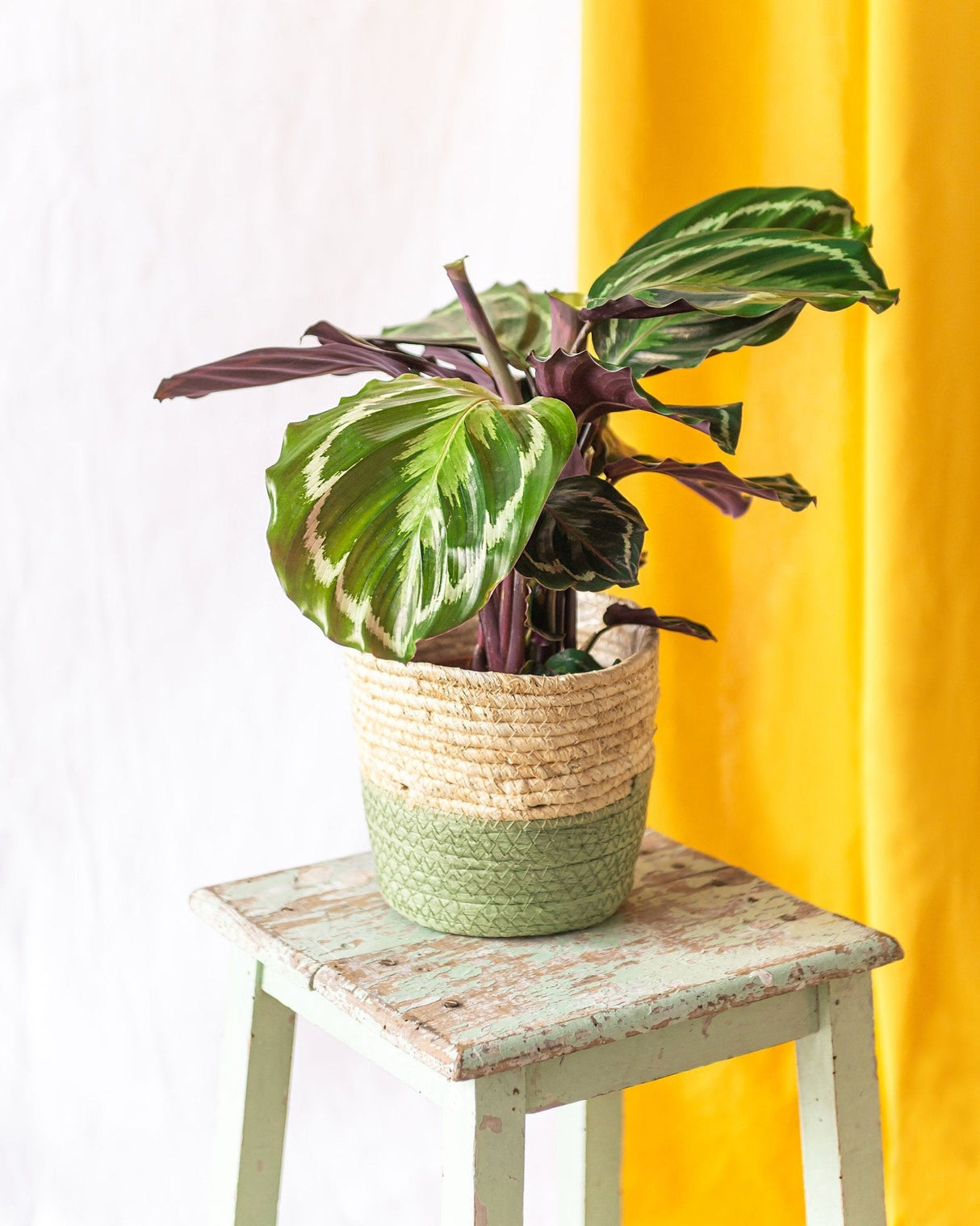 Livraison plante Calathea Medaillon