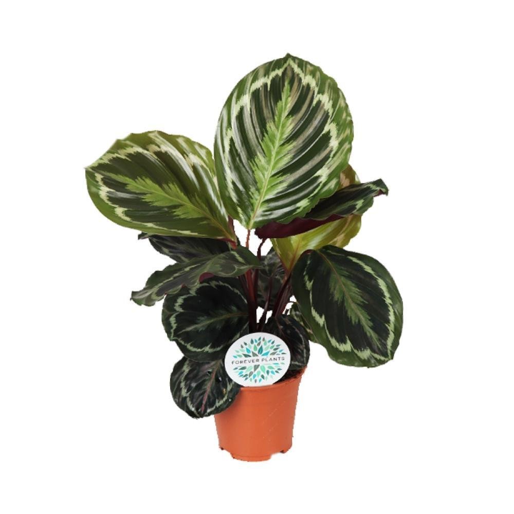 Livraison plante Calathea Medaillon