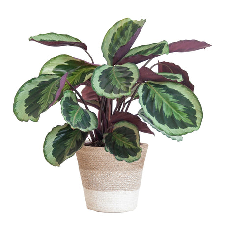 Livraison plante Calathea Medaillon et son pot