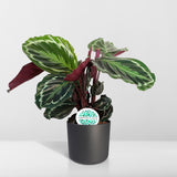 Livraison plante Calathea Medallion