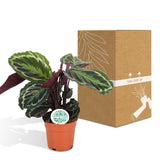 Livraison plante Calathea Medallion