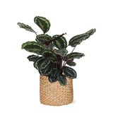 Livraison plante Calathea Medallion et son pot