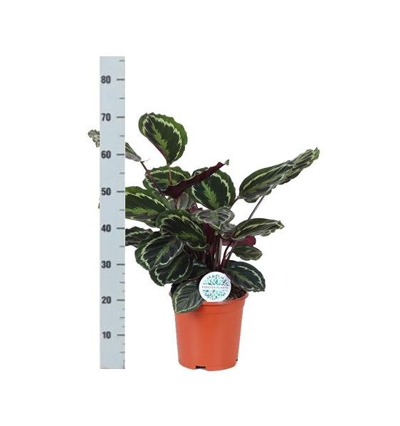 Livraison plante Calathea Medallion et son pot