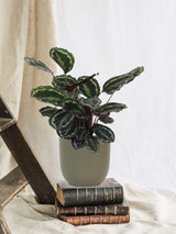 Calathea Medaljon og dens potte