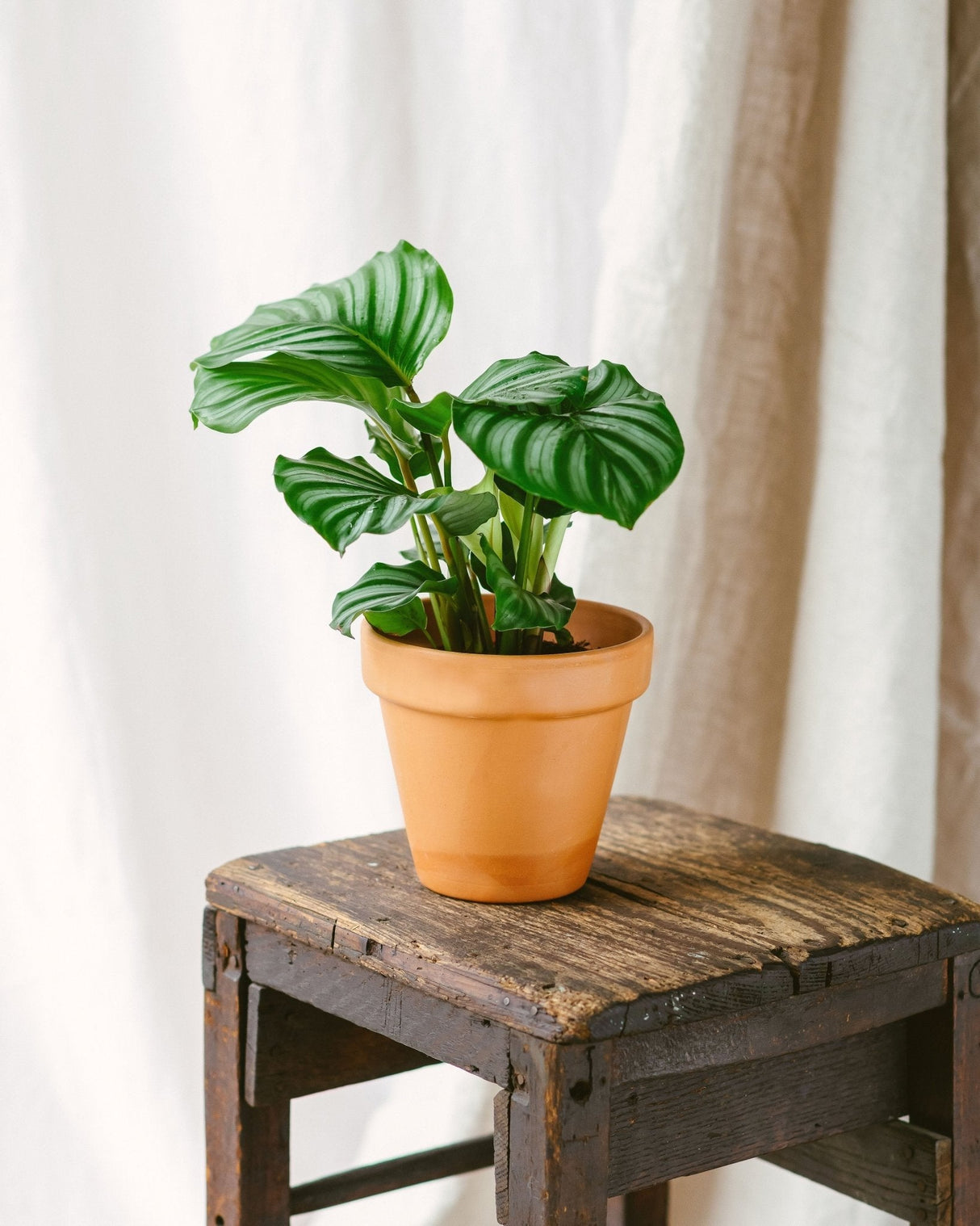 Livraison plante Calathea Orbifolia