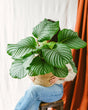 Livraison plante Calathea orbifolia