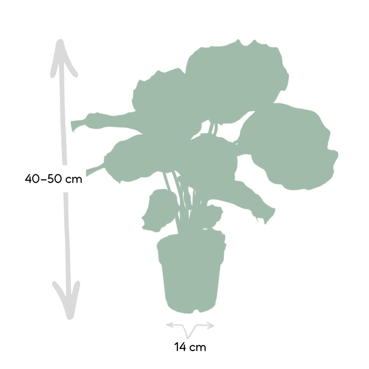 Livraison plante Calathea Orbifolia