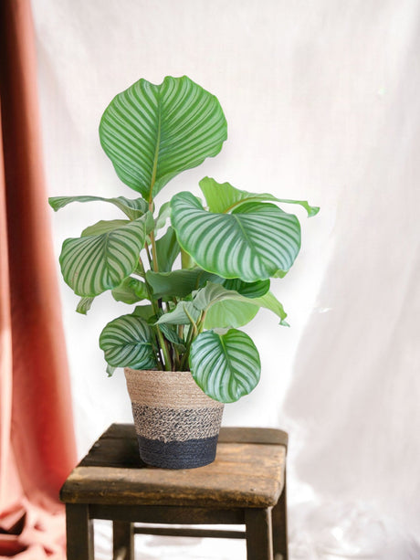 Livraison plante Calathea Orbifolia et son pot