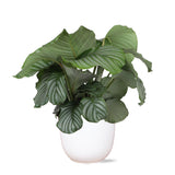 Livraison plante Calathea Orbifolia et son pot